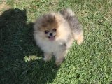 Muhteşem güzellikte Pomeranian Boo yavru köpek sahiplenme