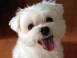 Pamuk prenses Maltese Terrier yavru köpeğimiz