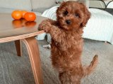 Yaramaz çocuk Toy Poodle yavrumuz