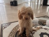 7 aylık erkek poodle