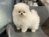 Minik sevgiliniz Pomeranian Boo yavrumuz