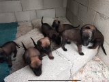 Safkan Yavrular Koyu Renk