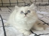 Show kalite British Longhair Silver Point yavru
