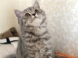 4 aylık british shorthair kedi, erkek ve dişi