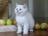 Gülen Surat Sevimli British shorthair golden point yavru kedi sahiplenme