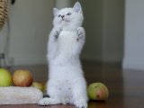 Oyuncak gibi British shorthair golden point yavru kedi sahiplenme