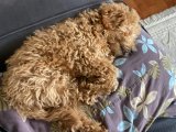 4 aylık bebek Toy Poodle