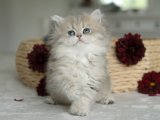 İnsan canlısı British longhair blue golden yavru kedi sahiplenme