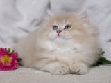A Kalite British longhair lilac golden yavru kedi sahiplenme