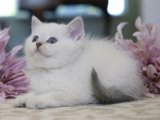 Eğitimi tam British shorthair golden point yavru kedi sahiplenme