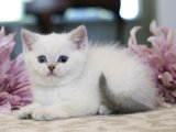 İnsan canlısı British shorthair golden point yavru kedi sahiplenme