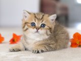 Ayı Surat British shorthair black golden shaded yavru kedi sahiplenme