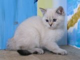 Muhteşem güzellikte British shorthair golden point yavru kedi sahiplenme