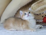 A Kalite British shorthair black golden shaded yavru kedi sahiplenme