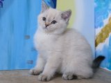 A Kalite British shorthair golden point yavru kedi sahiplenme