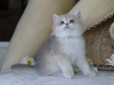 Top kafa British shorthair blue golden shaded yavru kedi sahiplenme