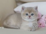 Muhteşem güzellikte British shorthair lilac golden yavru kedi sahiplenme