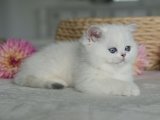 Eğitimi tam British shorthair silver point yavru kedi sahiplenme