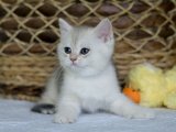 Eğitimi tam British shorthair silver shaded yavru kedi sahiplenme