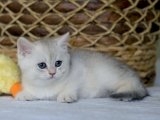 İnsan canlısı British shorthair silver shaded yavru kedi sahiplenme