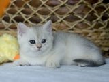 Top kafa British shorthair silver shaded yavru kedi sahiplenme