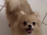 Dişi Pomeranian Boo 7 aylık
