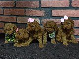Safkan Toy Poodle Red bebeklerimiz yeni yuva arıyor