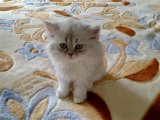 Muhteşem Güzellikte  British Longhair Yavrular