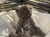 Sahiplendirme Scottish Fold