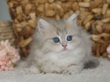 İnsan canlısı British longhair blue golden yavru kedi sahiplenme