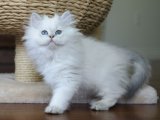 Topaç gibi British longhair golden point yavru kedi sahiplenme