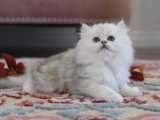 Irkının en iyisi British longhair silver shaded yavru kedi sahiplenme