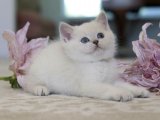 Çocuklara alışık British shorthair golden point yavru kedi sahiplenme
