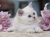 İnsan canlısı British shorthair golden point yavru kedi sahiplenme