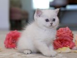 Safkan Orjinal British shorthair golden point yavru kedi sahiplenme