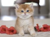Show Kalite British shorthair black golden shaded yavru kedi sahiplenme