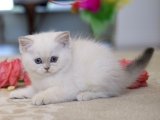 Show Kalite British shorthair golden point yavru kedi sahiplenme