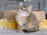 Topaç gibi British shorthair black golden shaded yavru kedi sahiplenme