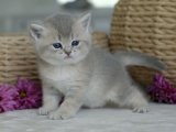 İnsan canlısı British shorthair blue golden shaded yavru kedi sahiplenme