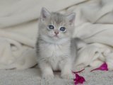 Show Kalite British shorthair blue golden shaded yavru kedi sahiplenme