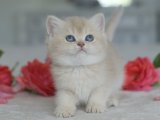 İnsan canlısı British shorthair lilac golden yavru kedi sahiplenme