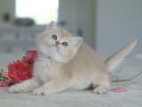 Safkan Orjinal British shorthair lilac golden yavru kedi sahiplenme