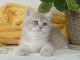 Topaç gibi British shorthair lilac golden yavru kedi sahiplenme