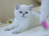 Çocuklara alışık British shorthair silver point yavru kedi sahiplenme