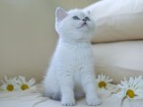 İnsan canlısı British shorthair silver point yavru kedi sahiplenme