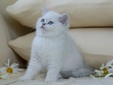 Irkının en iyisi British shorthair silver point yavru kedi sahiplenme