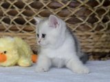 Çocuklara alışık British shorthair silver shaded yavru kedi sahiplenme