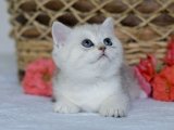 Safkan Orjinal British shorthair silver shaded yavru kedi sahiplenme