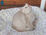 Kızımıza Yuva Arıyoruz British Shorthair