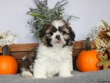 2 aylık shih tzu (şitsu) yavru köpek sahiplenme